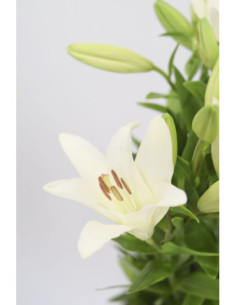 LILIUMS BLANCOS 80CM X 10 TALLOS