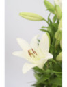 LILIUMS BLANCOS 80CM X 10 TALLOS