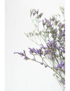 LIMONIUM MORADO X 5 TALLOS