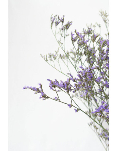 LIMONIUM MORADO X 5 TALLOS