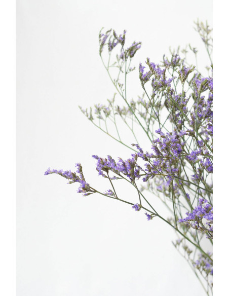 LIMONIUM MORADO X 5 TALLOS