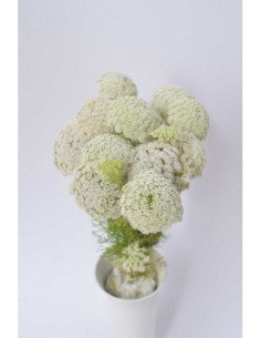 AMMI MAJUS BLANCO NACIONAL PQ.