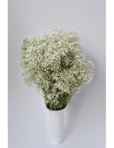 PANICULATA MIRABELLA X 25 TALLOS