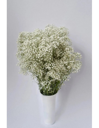 PANICULATA MIRABELLA X 25 TALLOS