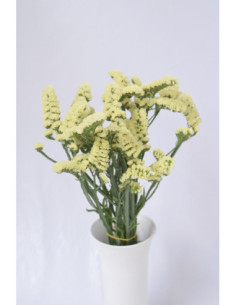 STATICES AMARILLOS X 5 TALLOS