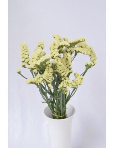 STATICES AMARILLOS X 5 TALLOS