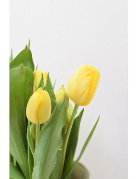 TULIPAN AMARILLO X 10 TALLOS