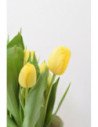 TULIPAN AMARILLO X 10 TALLOS