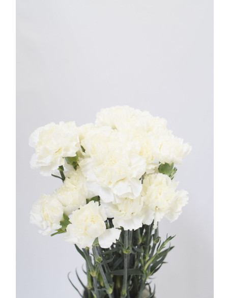 CLAVELES BLANCOS x 20 - 25 TALLOS