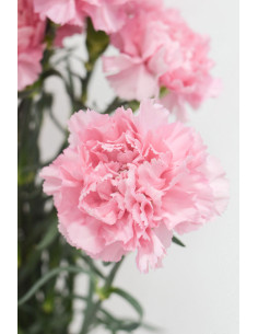 CLAVELES ROSAS x 20 - 25 TALLOS