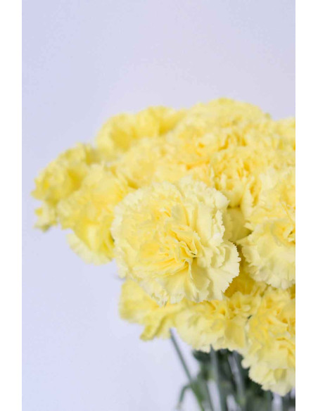 CLAVELES AMARILLLOS x 20 - 25 TALLOS