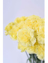 CLAVELES AMARILLLOS x 20 - 25 TALLOS