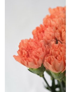 CLAVELES NARANJAS x 20 - 25 TALLOS