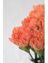 CLAVELES NARANJAS x 20 - 25 TALLOS