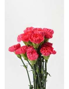 CLAVELES FUCSIA x 20 - 25 TALLOS
