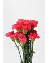 CLAVELES FUCSIA x 20 - 25 TALLOS