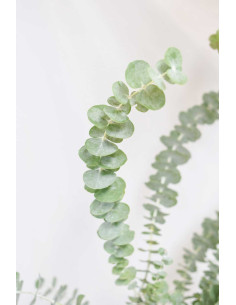 EUCALIPTO CINEREA PQ.