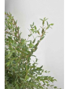 EUCALIPTO PARVIFOLIA PQ.