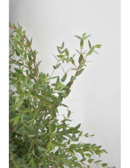 EUCALIPTO PARVIFOLIA PQ.