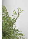 EUCALIPTO PARVIFOLIA PQ.
