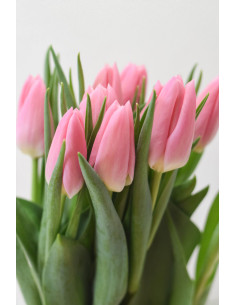 TULIPANES ROSAS  X 10 TALLOS