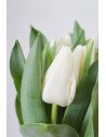 TULIPANES BLANCOS  X 10 TALLOS