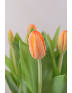 TULIPANES NARANJAS X 10 TALLOS
