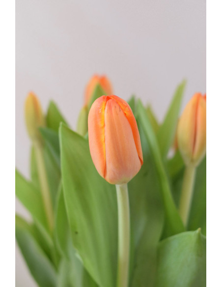 TULIPANES NARANJAS X 10 TALLOS