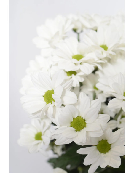 MARGARITAS BACARDI BLANCAS X 5 TALLOS