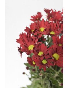 MARGARITAS BACARDI ROJAS X 5 TALLOS