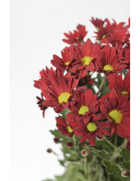 MARGARITAS BACARDI ROJAS X 5 TALLOS