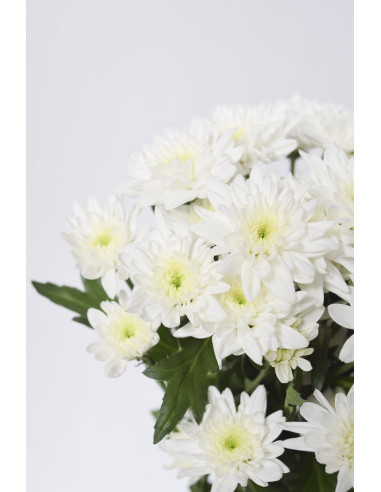 MARGARITAS EURO BLANCAS X 5 TALLOS