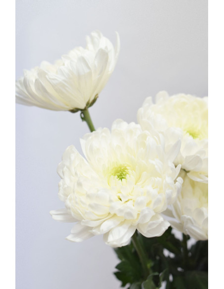 CRISANTEMO MONOFLOR BLANCO X 10 TALLOS