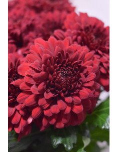 CRISANTEMOS MONOFLOR ROJO X 10 TALLOS