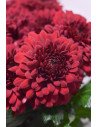 CRISANTEMOS MONOFLOR ROJO X 10 TALLOS