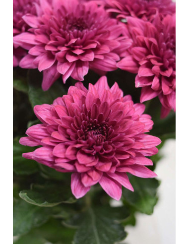 CRISANTEMOS MONOFLOR MORADO X 10 TALLOS