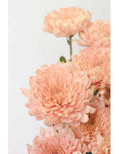 CRISANTEMOS MONOFLOR NUDE X 10 TALLOS