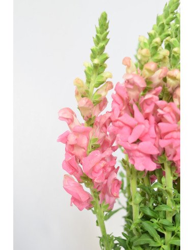 ANTIRRHINUM ROSA 70CM X 10 TALLOS