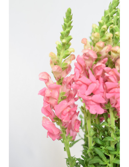 ANTIRRHINUM ROSA 70CM X 10 TALLOS