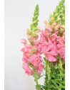 ANTIRRHINUM ROSA 70CM X 10 TALLOS