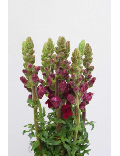 ANTIRRHINUM BURDEOS 70CM X 10 TALLOS