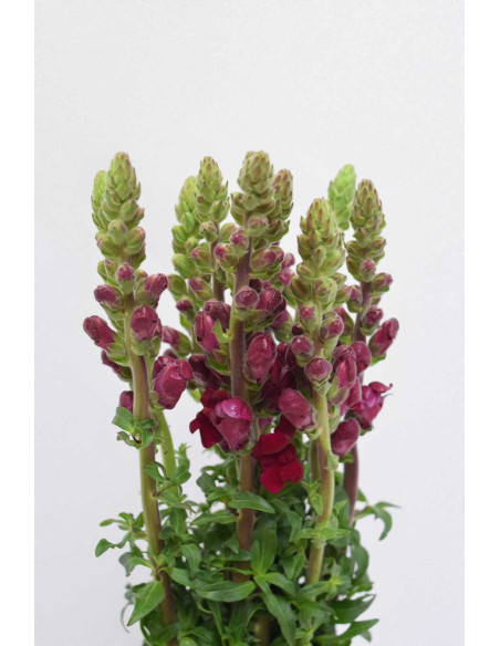 ANTIRRHINUM BURDEOS 70CM X 10 TALLOS