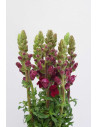 ANTIRRHINUM BURDEOS 70CM X 10 TALLOS