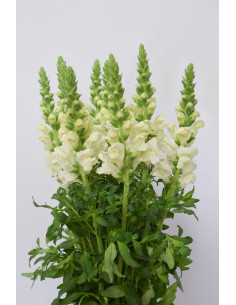 ANTIRRHINUM BLANCO 70CM X 10 TALLOS