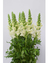 ANTIRRHINUM BLANCO 70CM X 10 TALLOS