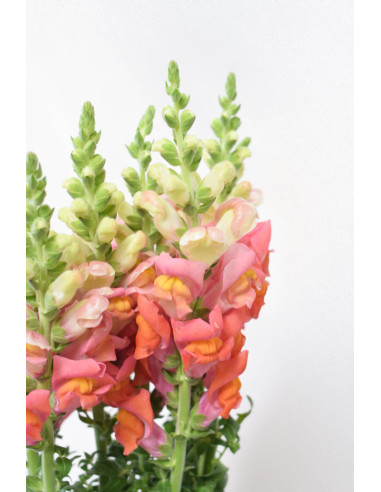 ANTIRRHINUM NARANJA 70CM X 10 TALLOS