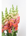 ANTIRRHINUM NARANJA 70CM X 10 TALLOS