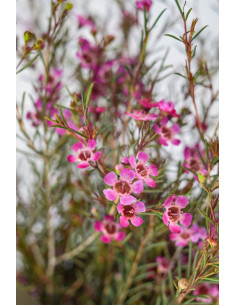 FLOR DE CERA FUCSIA PQ.