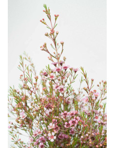 FLOR DE CERA ROSA PQ.