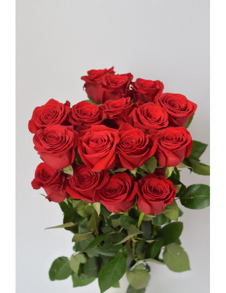 ROSA FREEDOM ROJA 60CM X 25 TALLOS